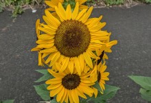 PXL_20260708_014633627