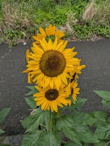 PXL_20260708_014633627