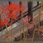 IMG_1581